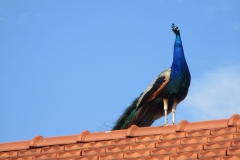 Pfau